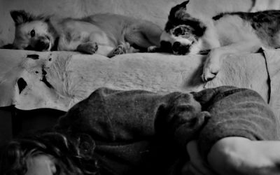 ¿Qué puede aprender la Inteligencia Artificial de los perros?