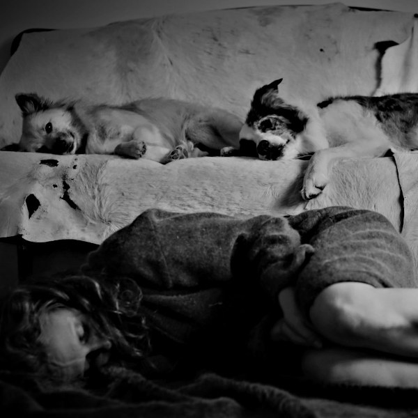 ¿Qué puede aprender la Inteligencia Artificial de los perros?